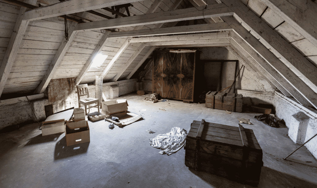 Pests Commonly Found In The Attic of Your House