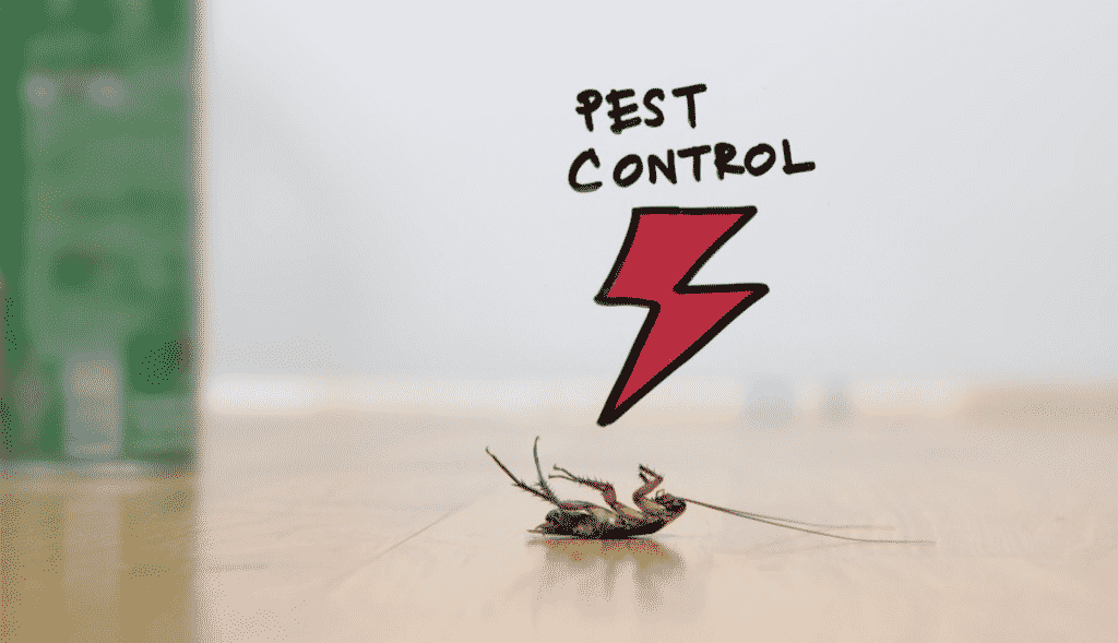 An Ultimate Guide to Pest Control; 5 things to do