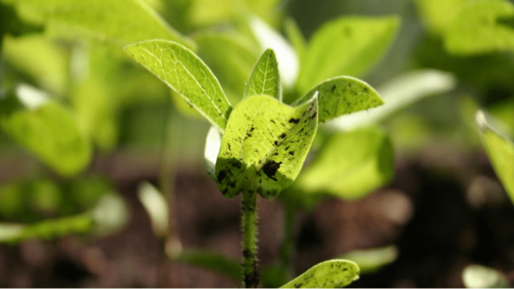 How Nitro Humic Acid Enhances Nitrogen Efficiency in Crops