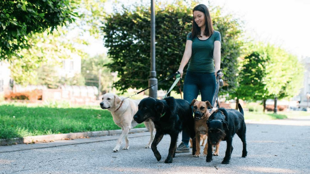 Why Dog Walking Insurance is a Must-Have for UK Pet Care Professionals
